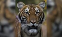 Bronx Zoo Tiger Tests Positive for CCP Virus: Officials