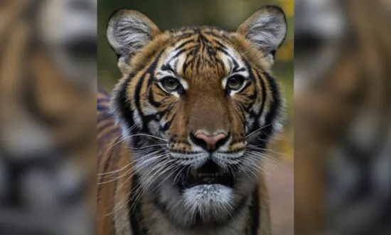 Lions, Tigers, and House Cats: You Won’t Catch the CCP Virus From Felines, Experts Say