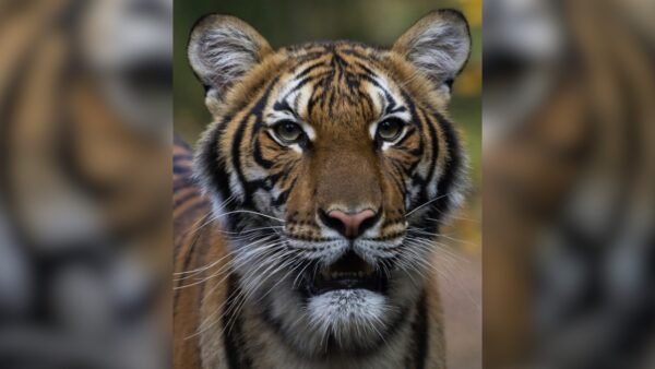 Nadia, a Malayan tiger at the Bronx Zoo