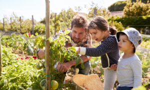 How to Start a Backyard Garden