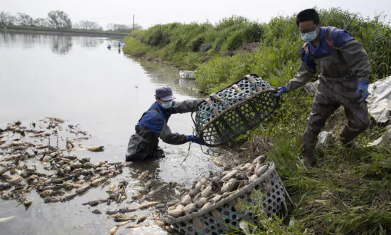 China Reports Severe Epidemic of Wheat