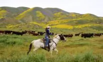 California’s Resilient Ranchers and Farmers Respond to Surging Demand