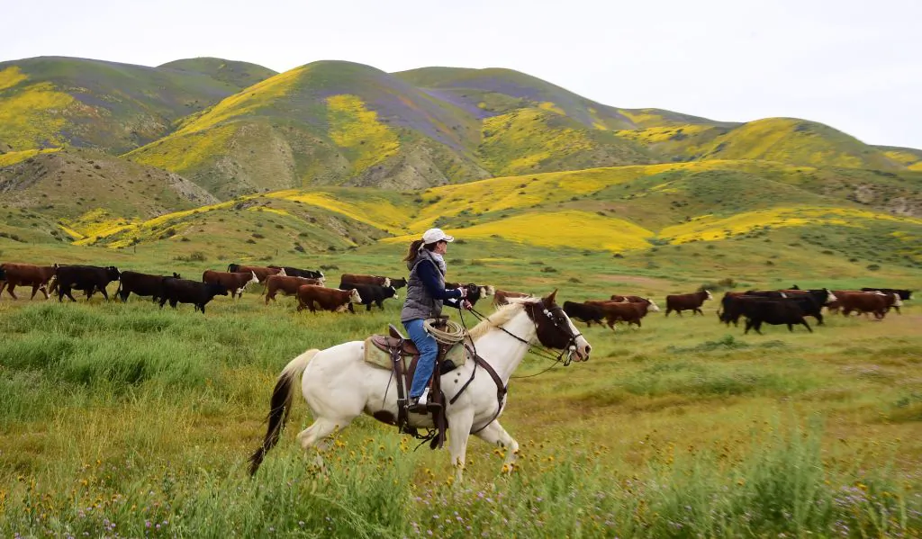 A file photo of a ranch near Taft, Calif., on April 6, 2017. (Robyn Beck/AFP via Getty Images)