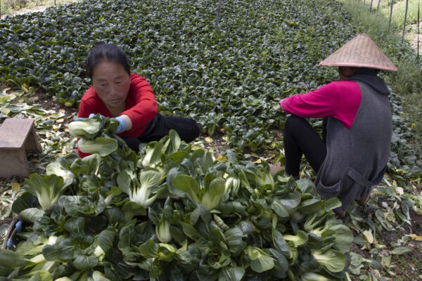 Virus-Wuhan-Struggling-Farmers