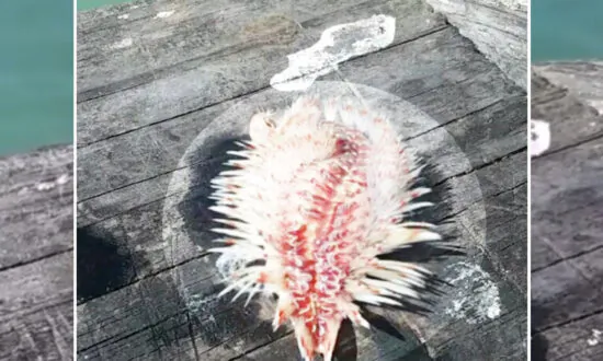 What This Texas Angler Happened to Reel In Can Cause Painful Injury If Touched