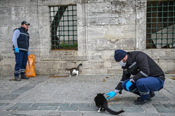 TURKEY-HEALTH-VIRUS-ANIMALS
