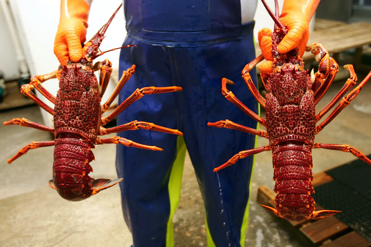 STANLEY, AUSTRALIA - MAY 18: Fresh seafood is prepared for sale May 19, 2008 in Stanley, Australia. (Ian Waldie/Getty Images)