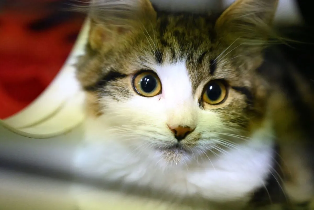 A cat waiting to be adopted looks out of its cage at the Royal Society for the Prevention of Cruelty to Animals Shelter and Veterinary Hospital in Sydney on April 1, 2020. (Peter Parks/AFP via Getty Images)