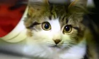 Chinese Study Finds Cats Highly Susceptible to CCP Virus