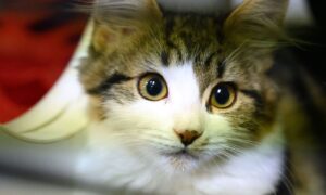 Chinese Study Finds Cats Highly Susceptible to CCP Virus