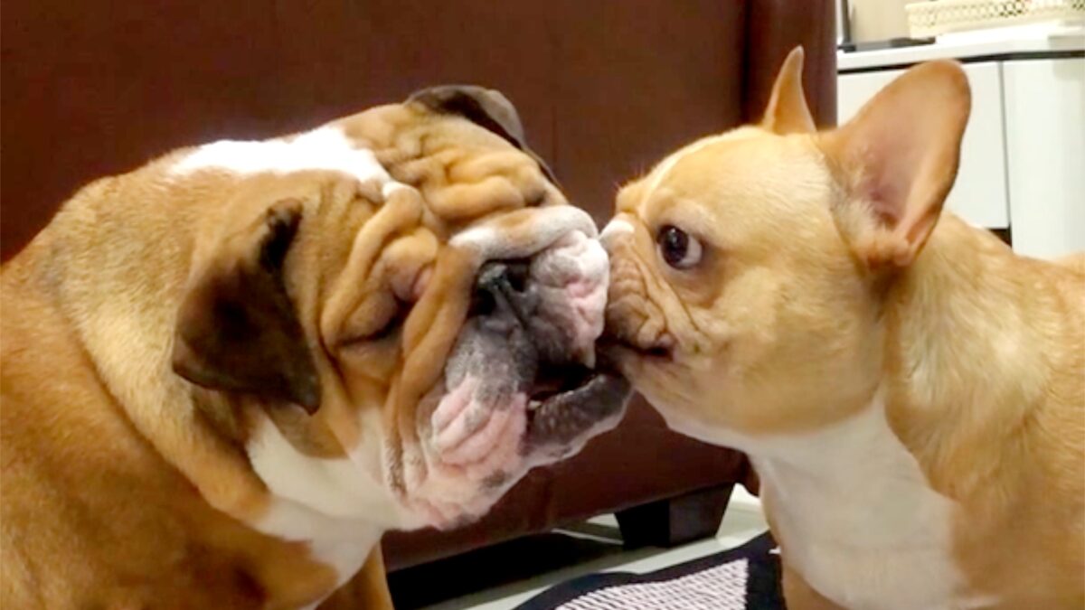 Funny Dogs React to Food