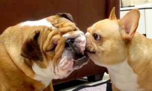 Funny Dogs React to Food