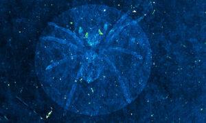 Scientists Unearth 110-Million-Year-Old Spider Fossil With 'Glowing Eyes' in Korea