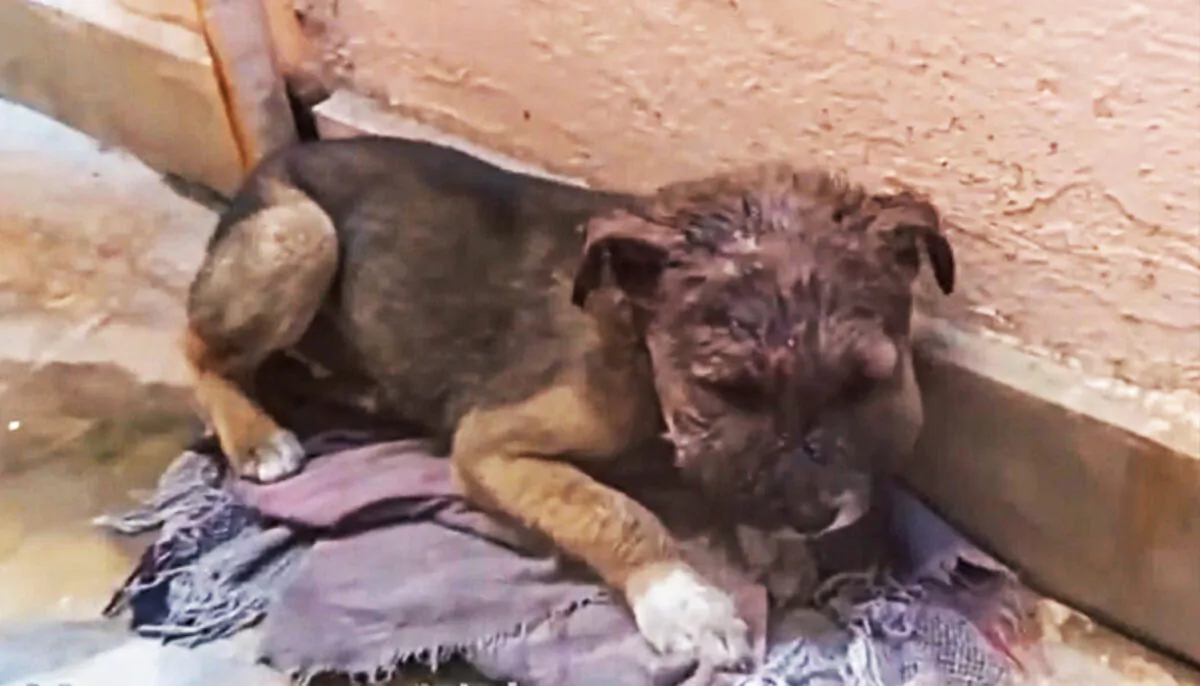 (YouTube Screenshot | Animal Aid Unlimited, India)