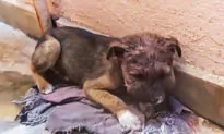 Stray Puppy With Swollen Head Infection Hides Alone in Alleyway on Dirty Blanket, Until Rescuers Arrive