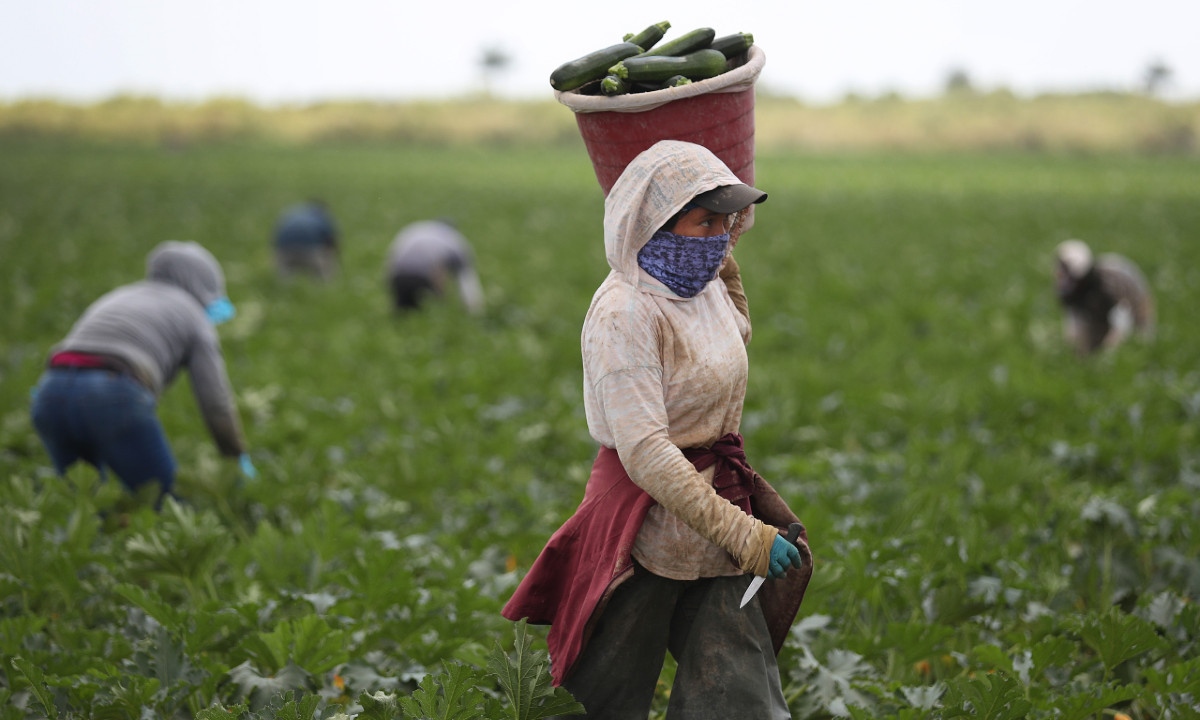 Legislator Calls US Farm Labor Shortage a 'Massive Crisis' That Will Have Serious Economic Consequences - Vimarsana News