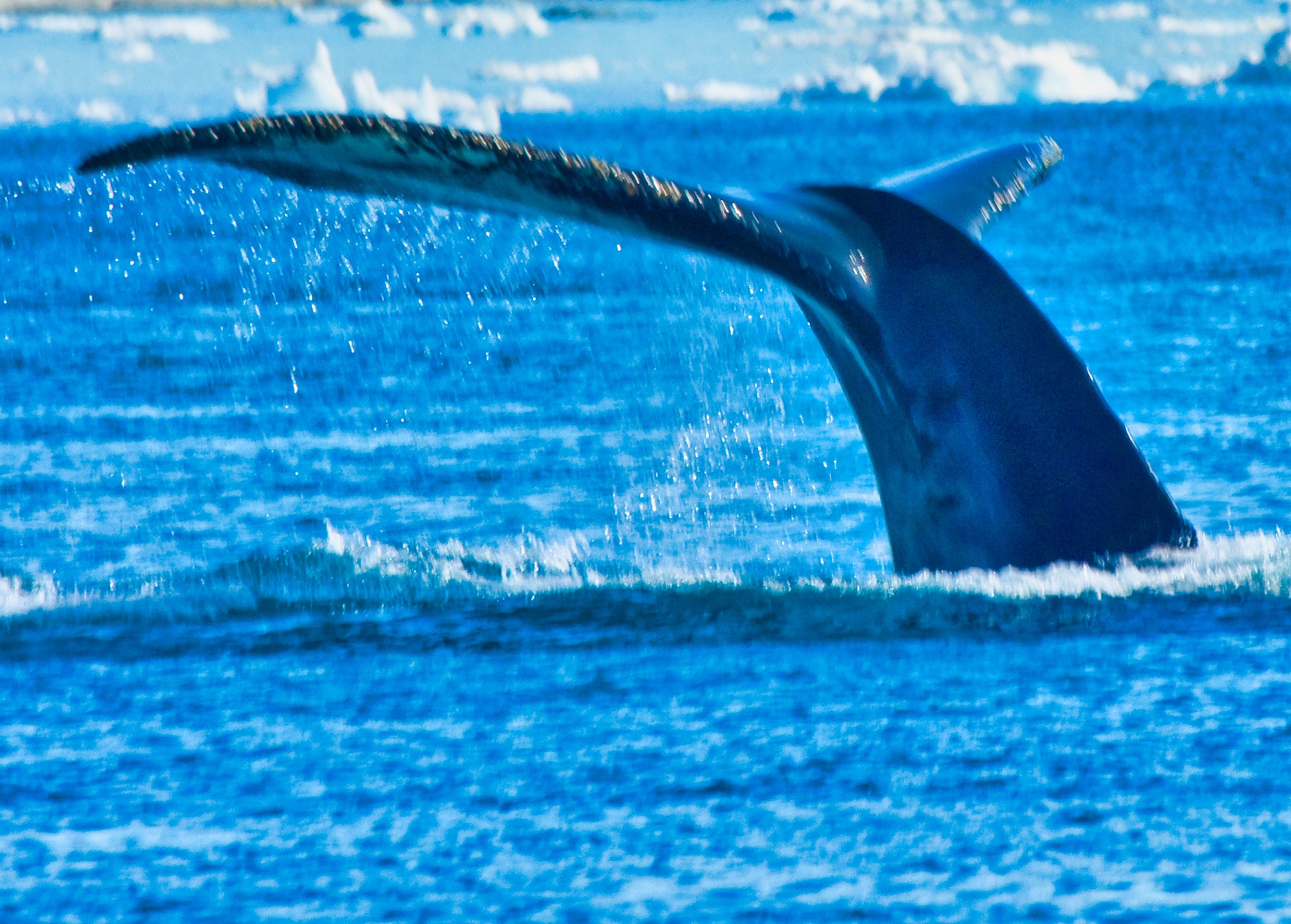 GREENLAND