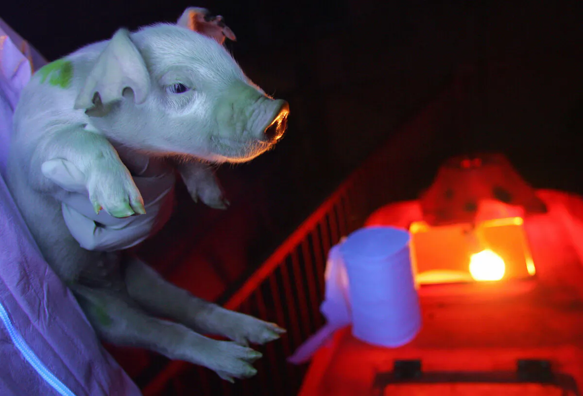 Biologist Yin Zhi holds an offspring of a genetically engineered pig, born with green patches when held up against ultraviolet light, in Harbin, Heilongjiang Province, China, on Jan. 11, 2008. (Frederic J. Brown/AFP via Getty Images)