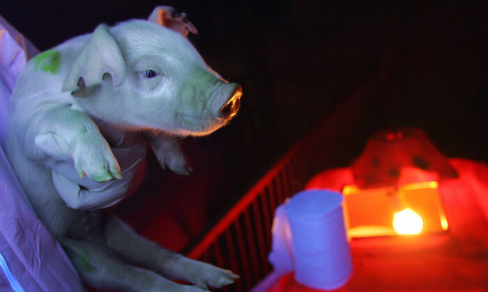 Biologist Yin Zhi holds an offspring of a genetically engineered pig, born with green patches when held up against ultraviolet light, in Harbin, Heilongjiang Province, China, on Jan. 11, 2008. (Frederic J. Brown/AFP via Getty Images)