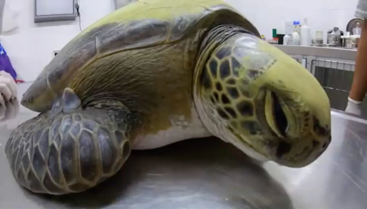 (Video screenshot | Mundo Marino Foundation)