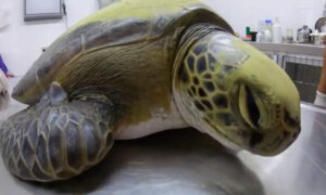 Green Turtle Rescued From Fisherman's Net Defecates 13 Grams of Plastic, Highlights Pollution Problem
