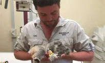 Orphaned Baby Koala Rescued From ‘Near Death’ by Australia Zoo Gets Reared and Rehabilitated