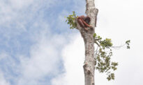 Terrified, Starving Orangutan Clings to Lone Tree as Bulldozers Destroy Her Rainforest Home
