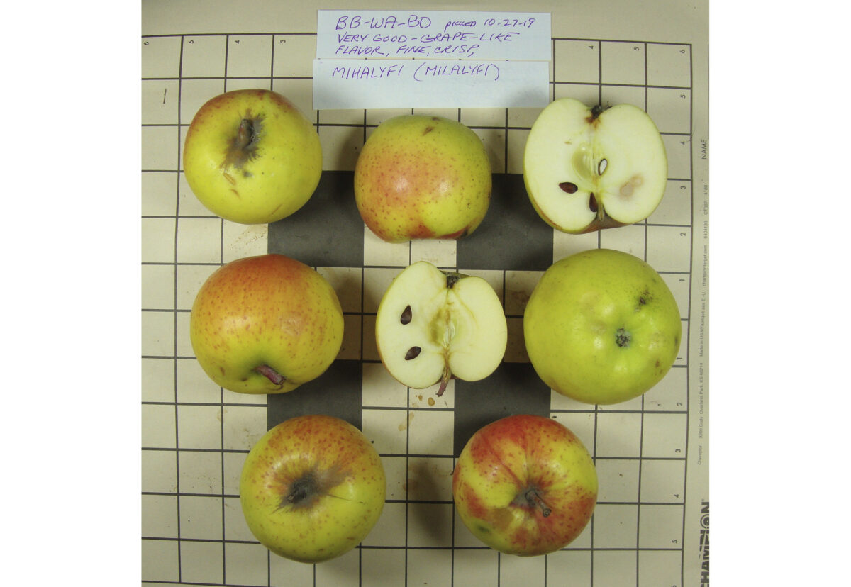 Mihalyfi apples