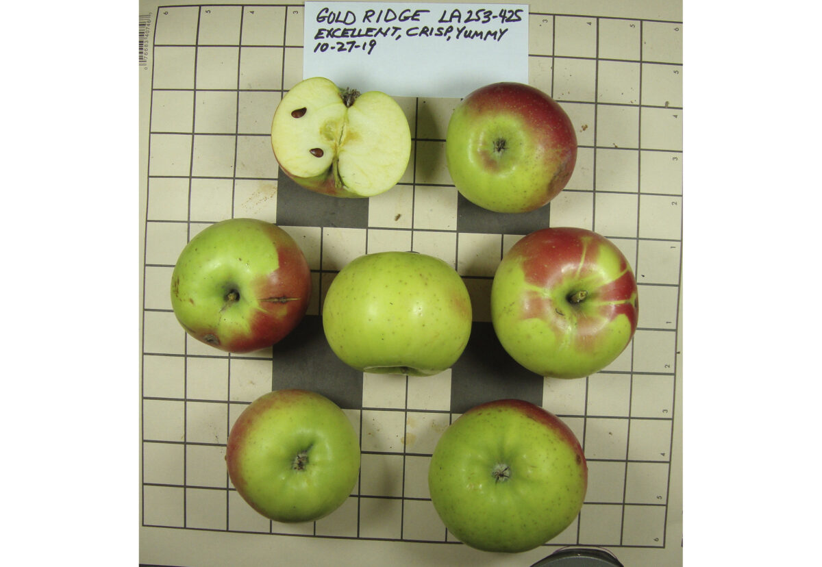 Gold Ridge apples