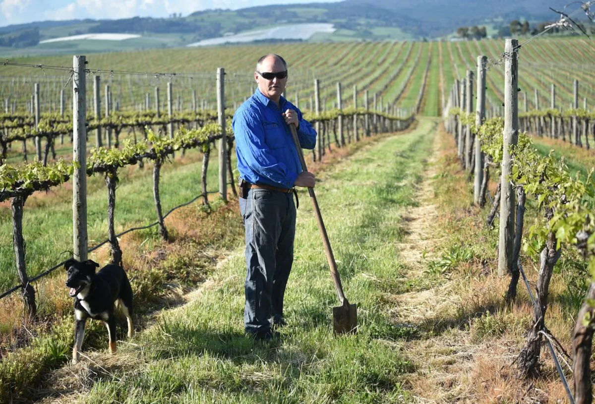 Photo taken on October 29, 2016 shows winemaker Justin Jarrett standing between the vines with his dog at his vineyard in Orange.  (Photo PETER PARKS /Getty Images)