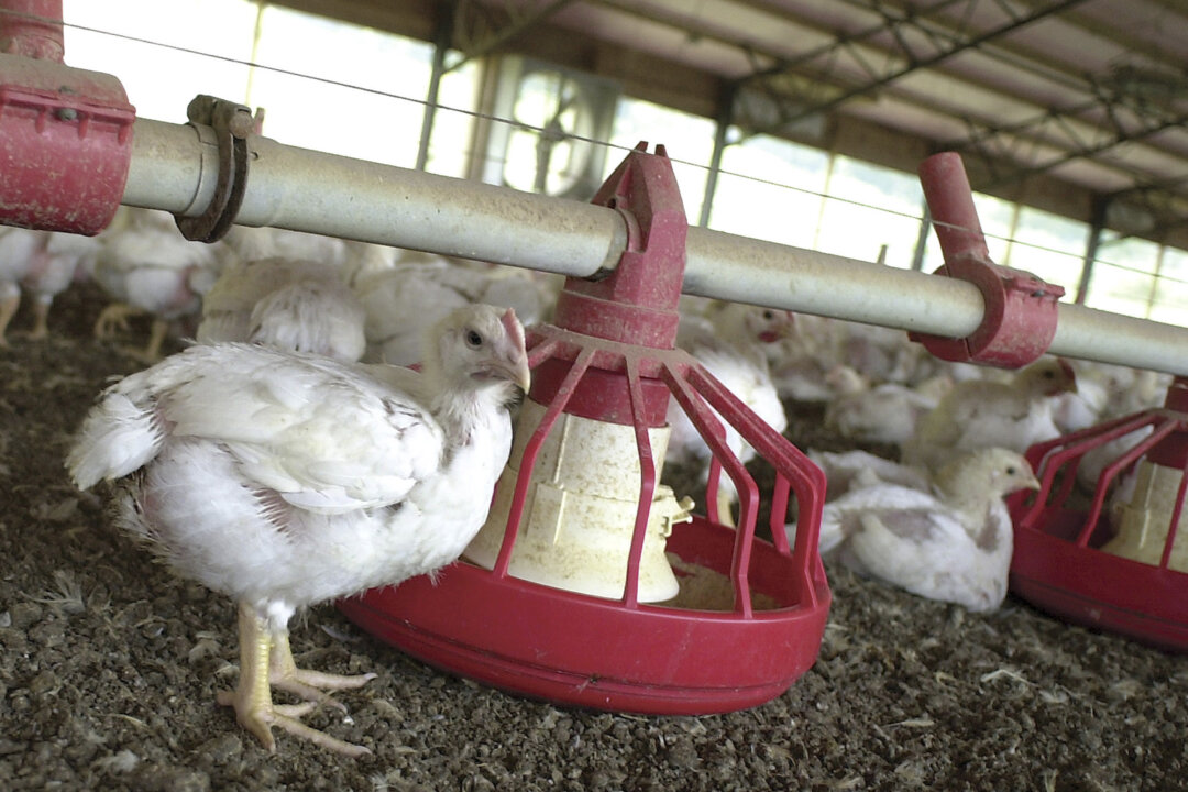 Chickens gather around a feeder in a Tyson Foods Inc. poultry house near Farmington, Ark., on June 19, 2003. (AP Photo/April L. Brown)