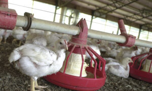 White Striping Disease Found in More Than 90 Percent of US Store-Brand Chickens, Study Finds