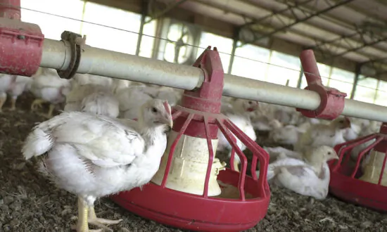 White Striping Disease Found in More Than 90 Percent of US Store-Brand Chickens, Study Finds