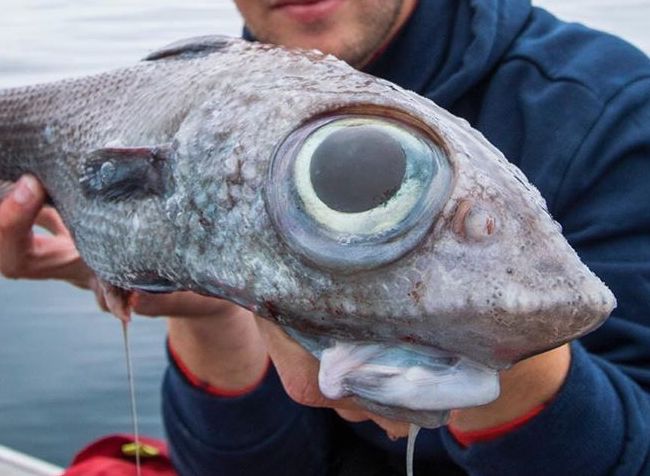 Fisherman Reels In Dinosaur-Like 'Ghost Shark' From 800 Meters Underwater  Off Coast of Norway