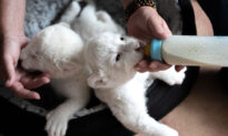 Extremely Rare White Lion Cubs Born at Sanctuary After Parents Got Rescued From Circus