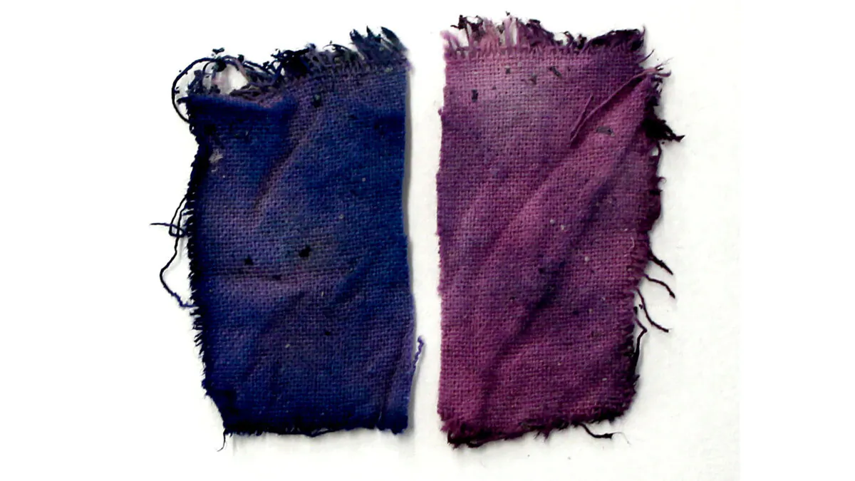 Chrozophora tinctoria prepared as watercolor. (Paula Nabais, NOVA University)