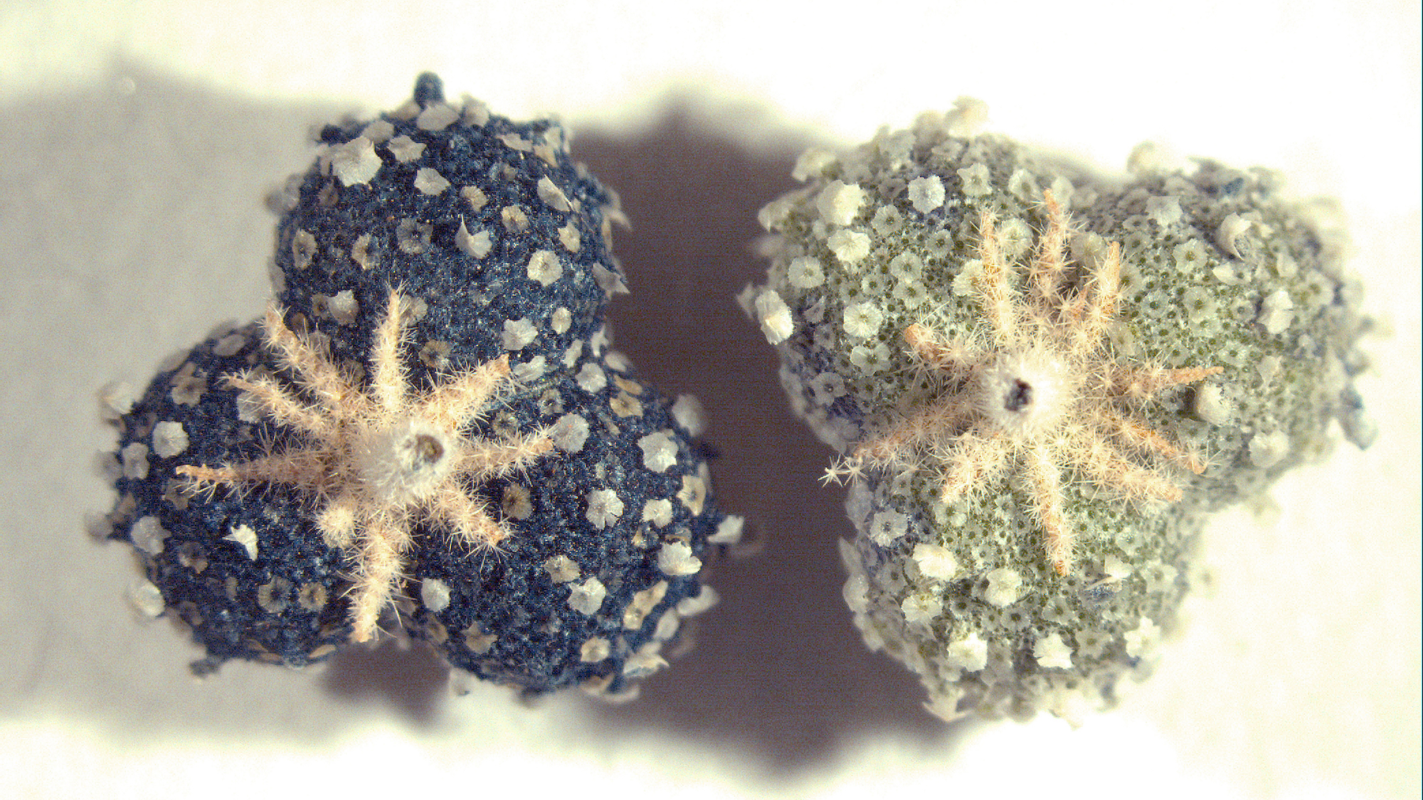 Chrozophora tinctoria