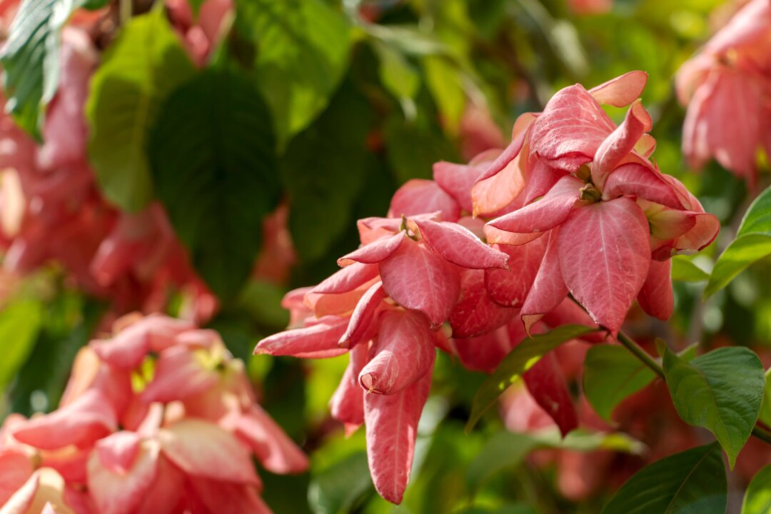 This high performing plant is the West African shrub, Cryptolepis sanguinolenta,  best known in traditional Ghanaian medicine for treatment of malaria. (nomadkate/Shutterstock)