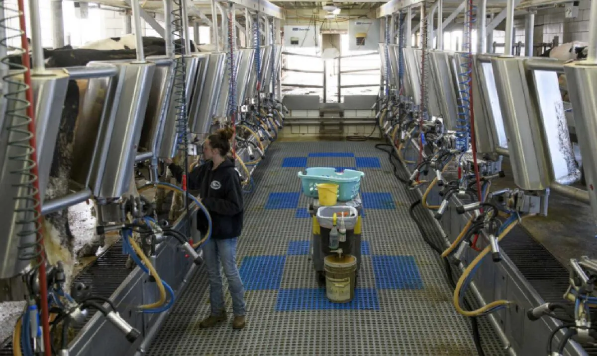 Isabell Ganley, 18, hooks the cows to the pumps at the parlor of the South Mountain Creamery. (Michael Rayne Swensen)
