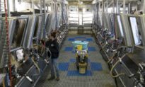 While the Economy Goes Bust, Farm-to-Table Booms