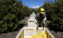 Amid Economic Crisis, Scale Back Temporary Foreign Workers, Panel Says