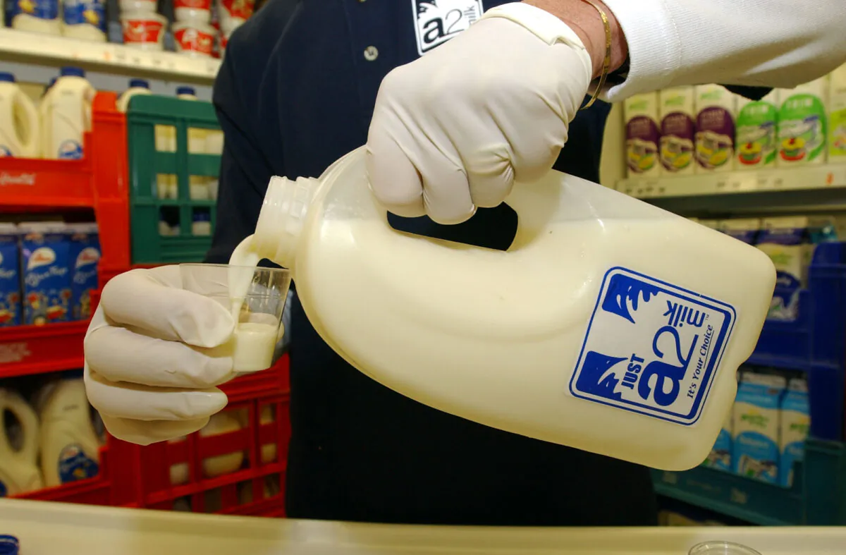 The new milk product known as A2 the "original milk" containing the deta casein A1 which has been strongly linked to heart disease and Type 1 diabetes amongst other illnesses. AUCKLAND, NEW ZEALAND - APRIL 29. ( Dean Purcell/Getty Images)
