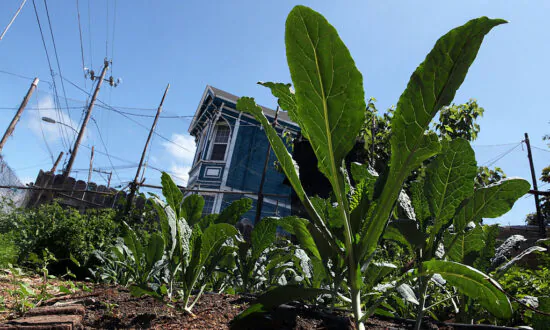 Vegetable Seed Demand Grows Amid COVID-19 Boredom, Fears