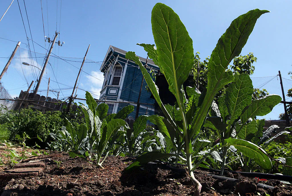 Broccoli grows in the ground at City Slicker Farm’s Center Street Farm in Oakland, Calif., on June 25, 2009. (Photo by Justin Sullivan/Getty Images)