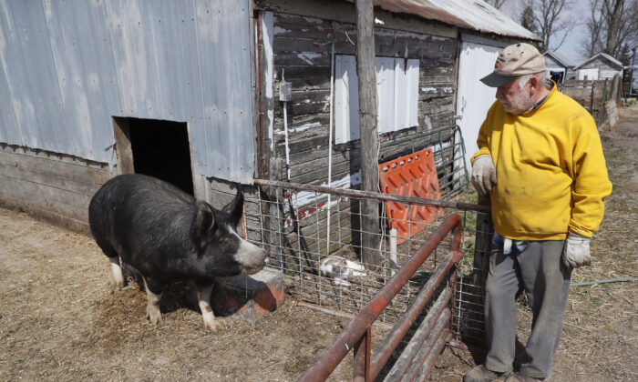 Hog farmer Chris Petersen looks at a Berkshire hog in a pen on his farm, near Clear Lake, Iowa, on April 17, 2020. (Charlie Neibergall/AP Photo)