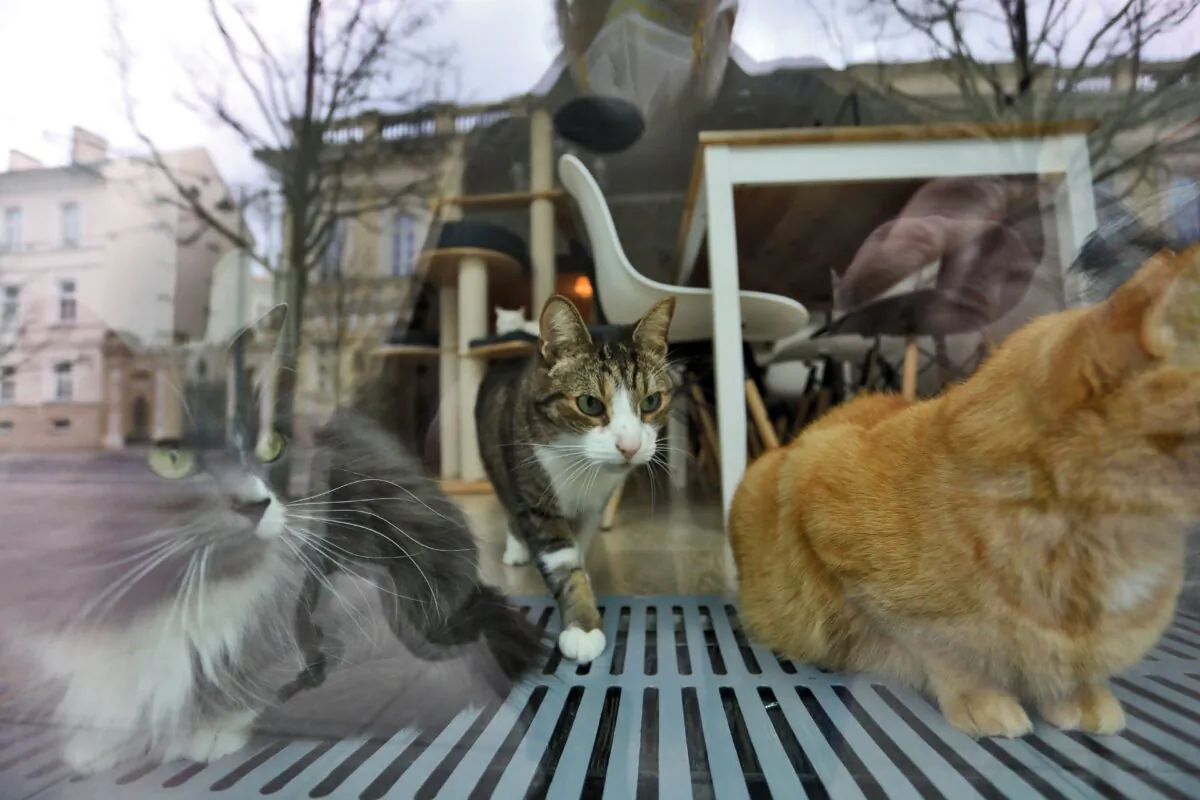 Cats are seen as they rest behind the window of a cat cafe in Lithuania in a file photograph. (Petras Malukas/AFP via Getty Images)