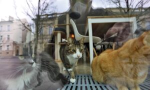 2 Cats Test Positive for CCP Virus in US