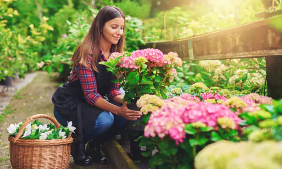 Essential Gardening: Local Nurseries Provide Life, Beauty, and New Growth