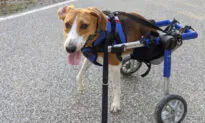 A Two-Legged Dog Named Lieutenant Dan Is This Year’s Honorary Cadbury Easter ‘Bunny’
