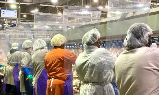 Stopping Virus a Huge Challenge at Crowded US Meat Plants